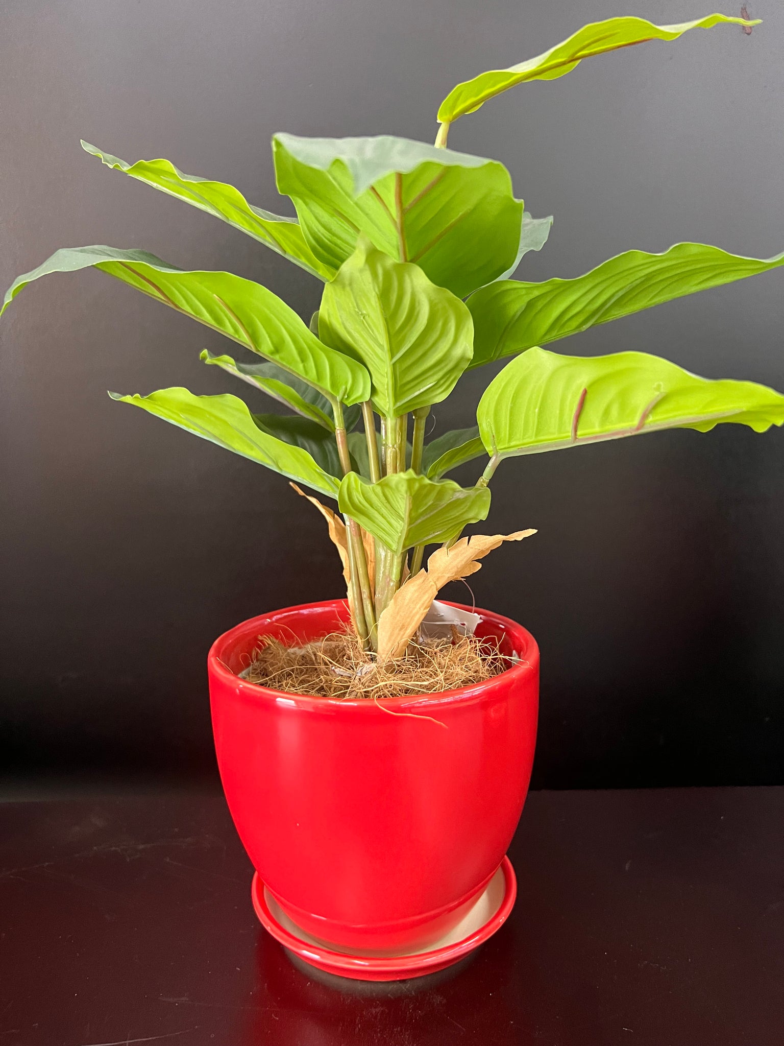 Red Ceramic Planter (Small)