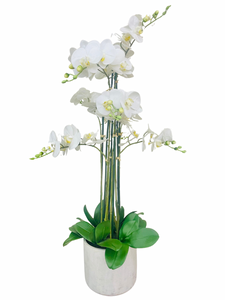White Orchid with Pot