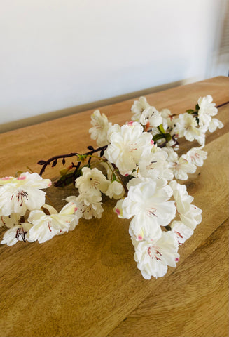 Sakura Blossom