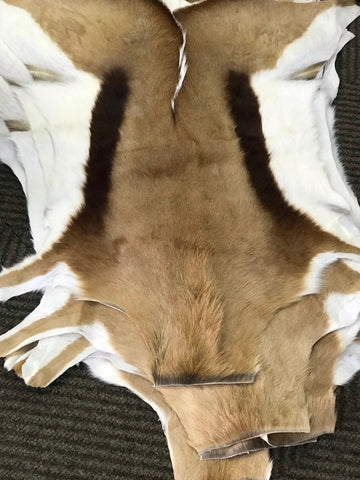 Springbok Hide